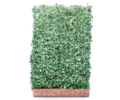 Mobilane Hedera helix 'White Ripple' kant en klaar haag B120 x H180 cm.