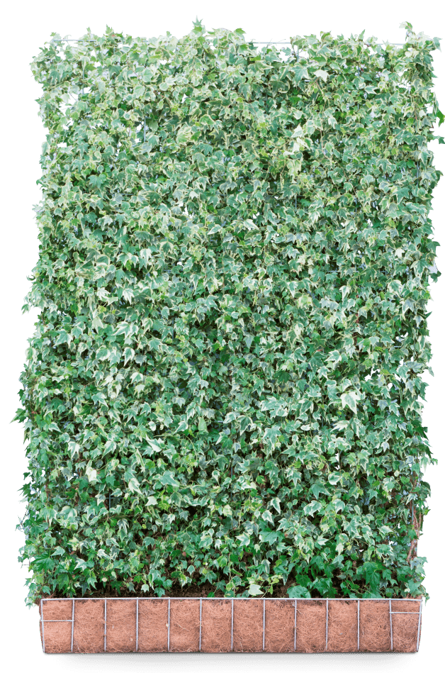 Hedera helix 'White Ripple' kant en klaar haag B.120 x H.180 cm.