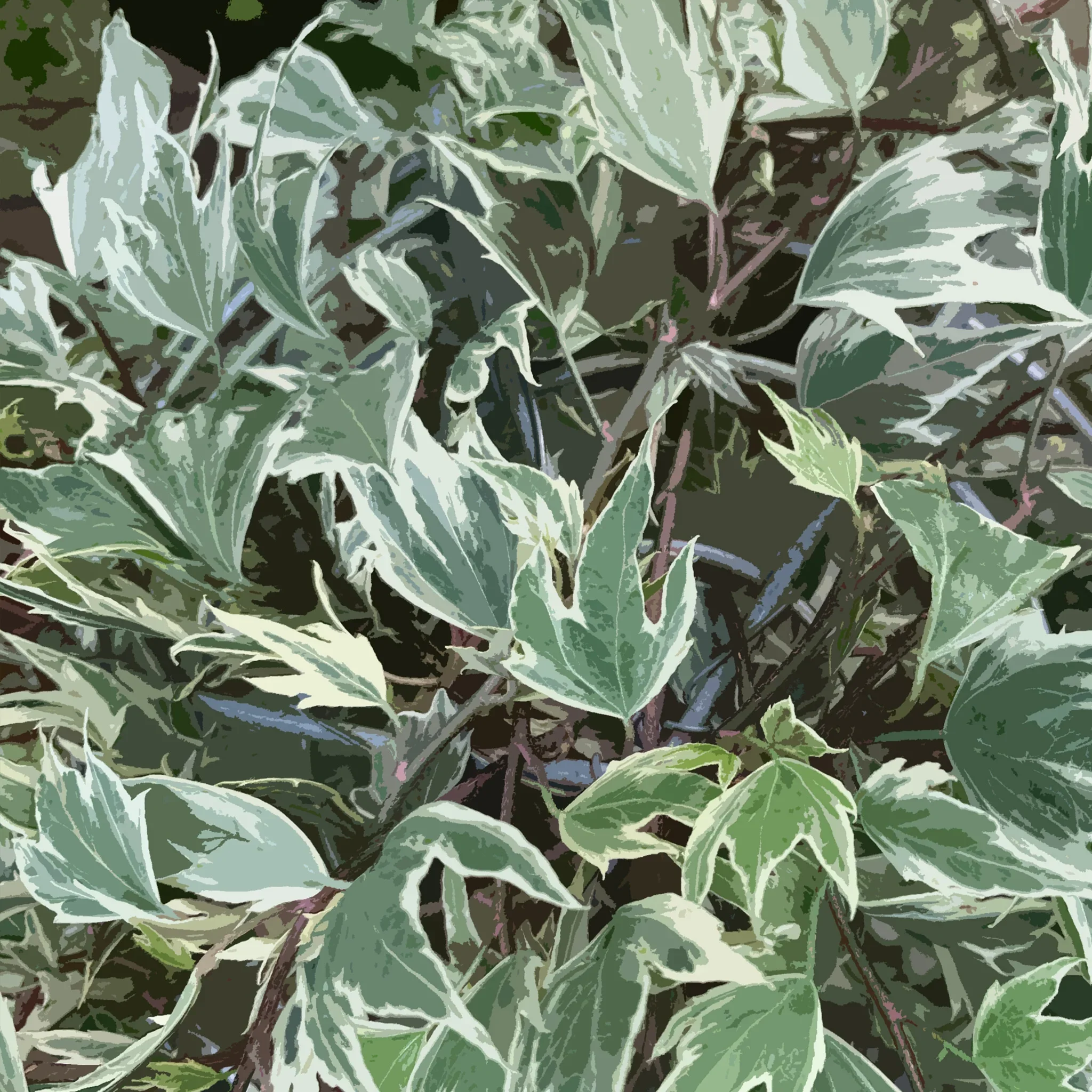 Hedera helix 'White Ripple' kant en klaar haag B.120 x H.180 cm.