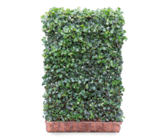Mobilane Hedera helix 'Green Ripple' kant en klaar haag B120 x H180 cm.