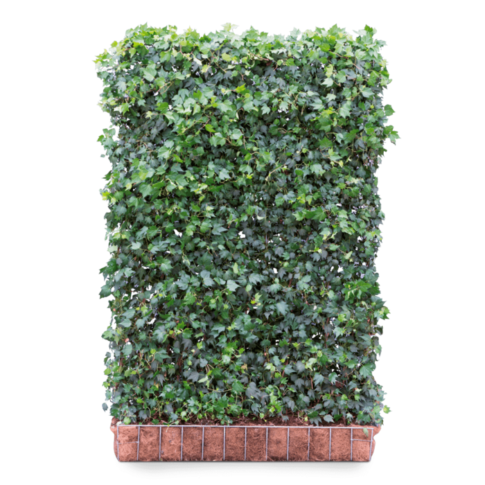 Hedera helix 'Green Ripple' kant en klaar haag B 120 x H 180 cm.