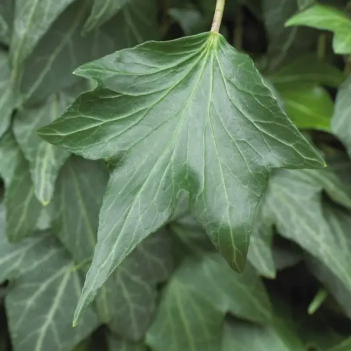 Hedera helix 'Green Ripple' kant en klaar haag B 120 x H 180 cm.