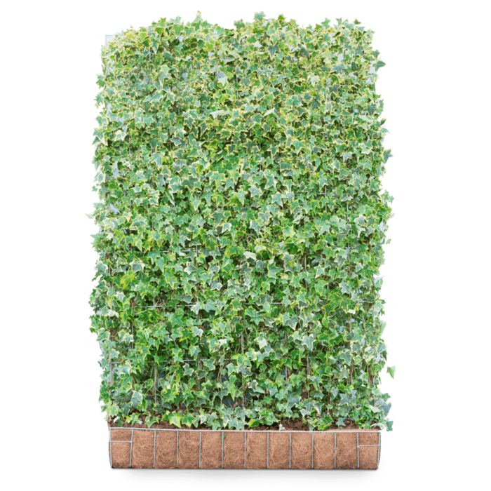 Mobilane Hedera helix 'Goldchild' kant en klaar haag B120 x H180 cm.