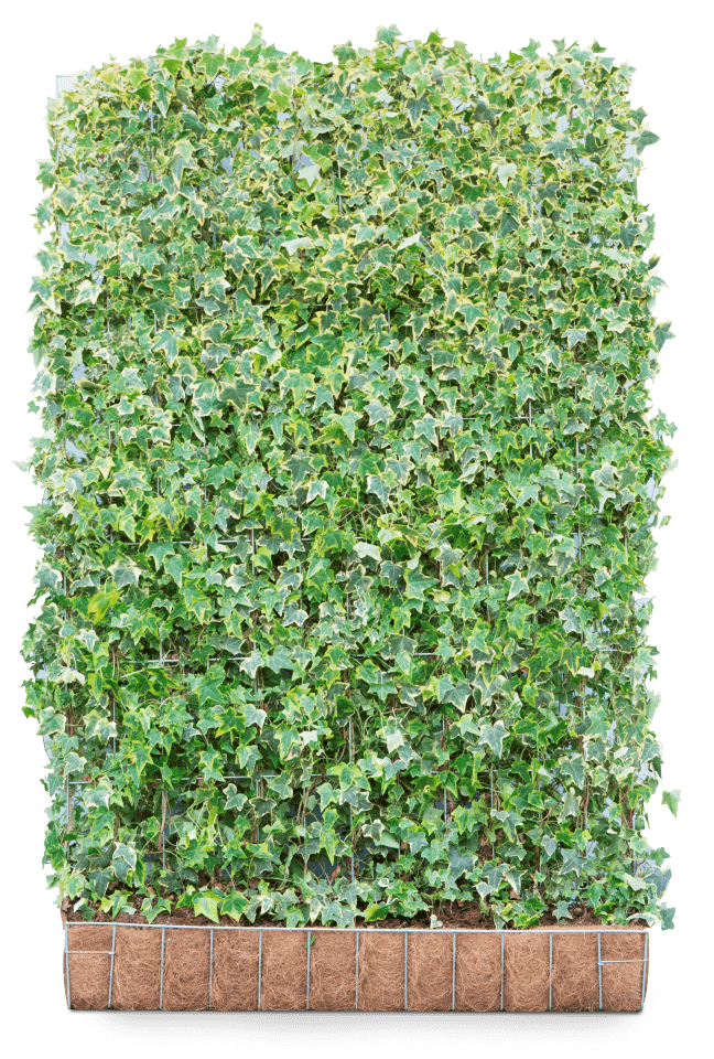 Mobilane Hedera helix 'Goldchild' kant en klaar haag B120 x H180 cm.