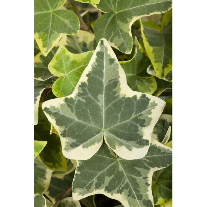 Mobilane Hedera Helix 'Glacier' kant en klaar haag B120 x H180 cm.