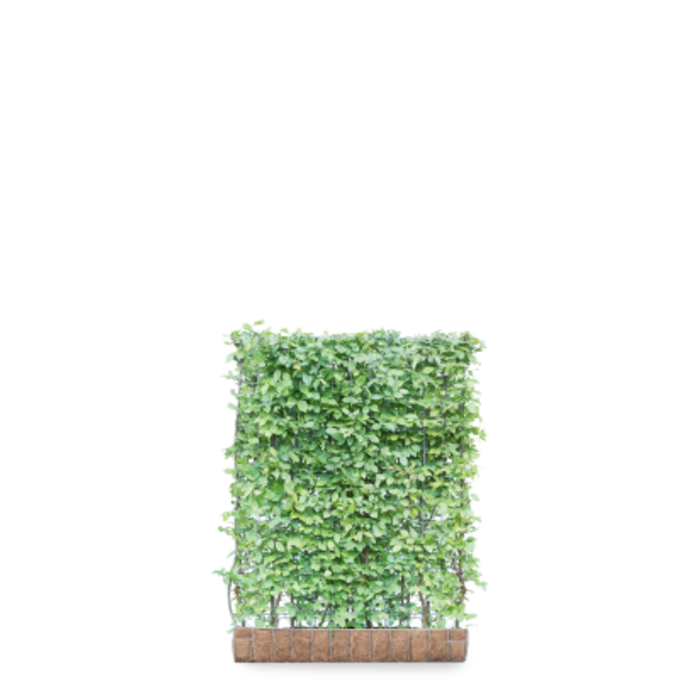 Mobilane kant en klaar haag Haagbeuk 'Carpinus betulus' B120 x H155 cm.