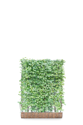 Mobilane kant en klaar haag Haagbeuk 'Carpinus betulus' B120 x H155 cm.