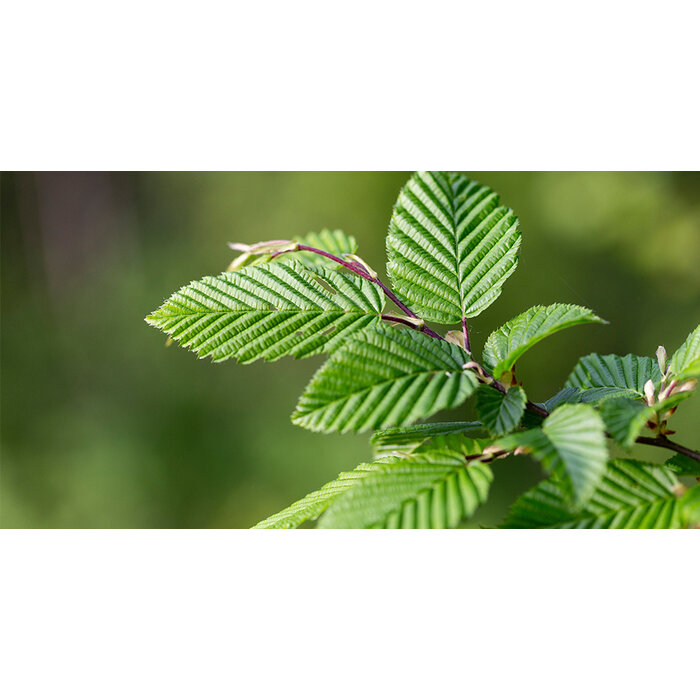 Mobilane kant en klaar haag Haagbeuk 'Carpinus betulus' B120 x H155 cm.