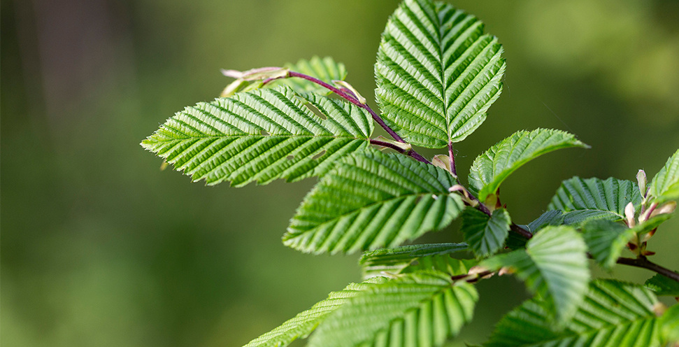 Mobilane kant en klaar haag Haagbeuk 'Carpinus betulus' B120 x H155 cm.