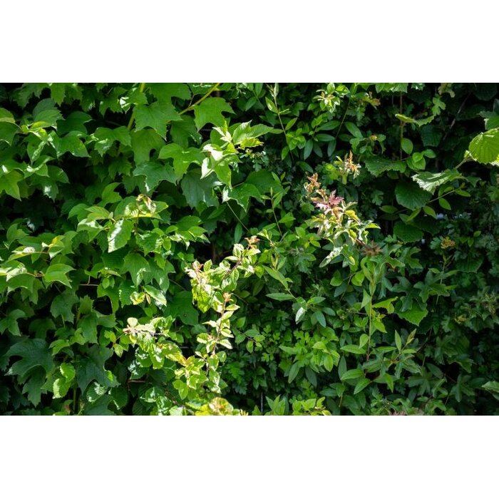 Mobilane Kant en klaar haag  ECO haag B120 x H180 cm.