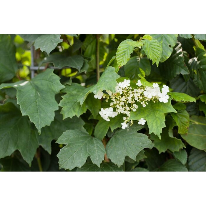 Mobilane Kant en klaar haag  ECO haag B120 x H180 cm.