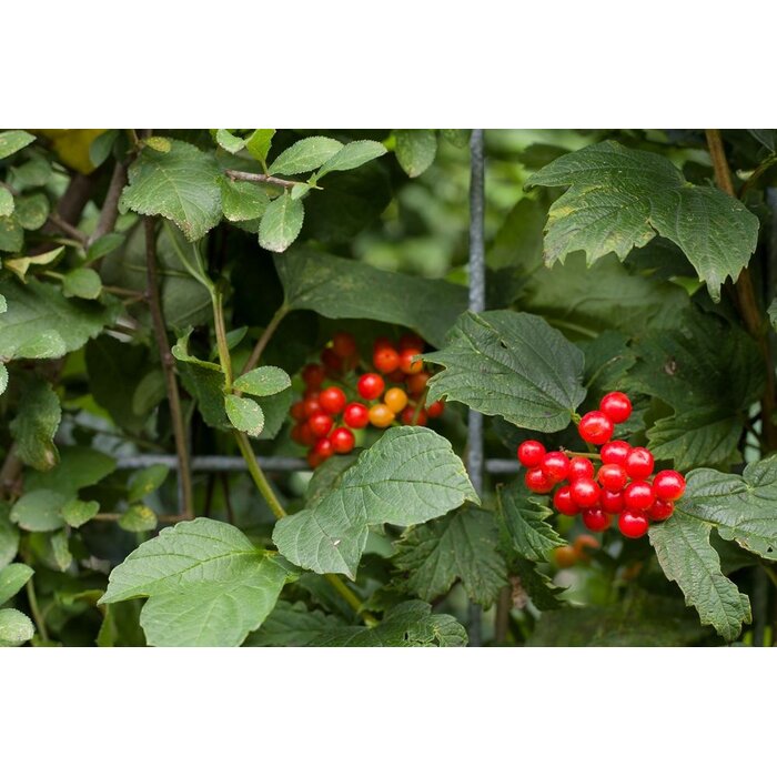 Mobilane Kant en klaar haag  ECO haag B120 x H180 cm.