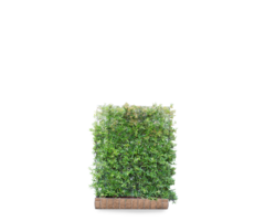 Mobilane Pyracantha 'Dart's Red' kant en klaar haag B120 x H155 cm.