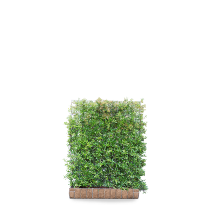 Mobilane Pyracantha 'Dart's Red' kant en klaar haag B120 x H155 cm.