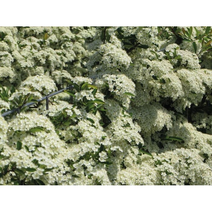 Mobilane Pyracantha 'Dart's Red' kant en klaar haag B120 x H155 cm.