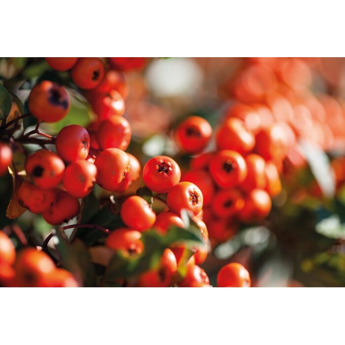 Mobilane Pyracantha 'Dart's Red' kant en klaar haag B120 x H155 cm.