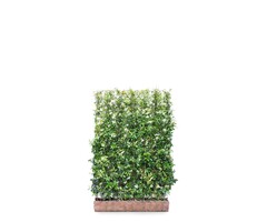 Mobilane kant en klaar haag 'trachelospermum jasminoides' B120 x 180 cm.