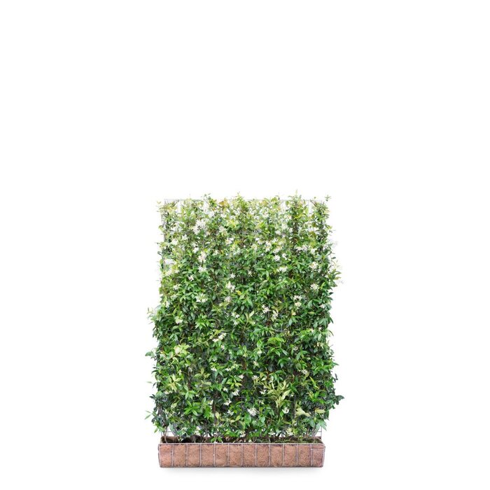 Mobilane kant en klaar haag 'trachelospermum jasminoides' B120 x 180 cm.