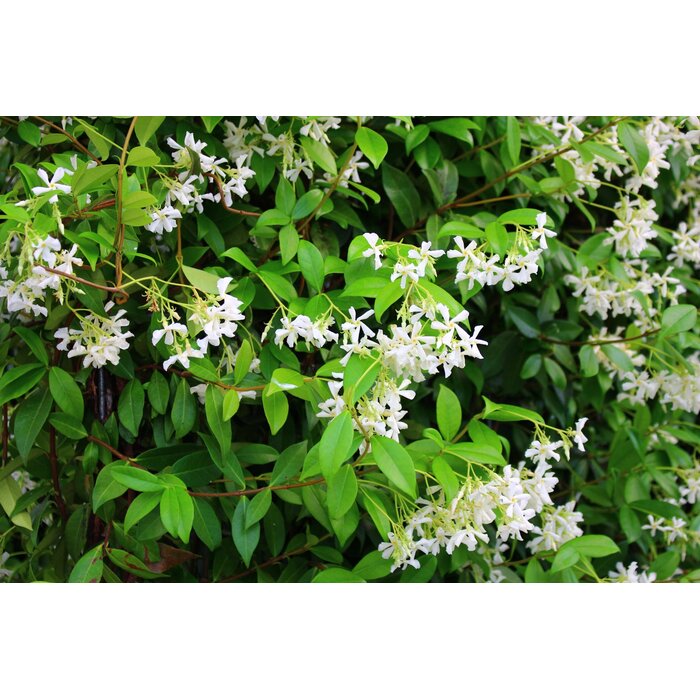 Mobilane kant en klaar haag 'trachelospermum jasminoides' B120 x 180 cm.