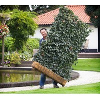 Kant en Klaar Haag Hedera helix Woerner B120 x H220 cm Kant en Klaar Haag Hedera helix Woerner B120 x H220 cm