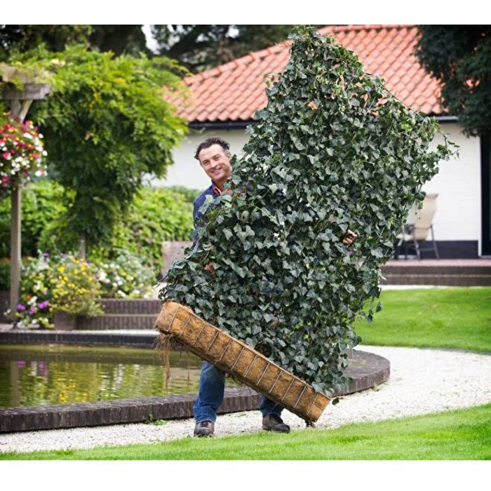 Mobilane Kant en Klaar Haag Mobilane Hedera helix Woerner B120 x H220 cm