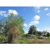 Hasty Camo Kit Woodland