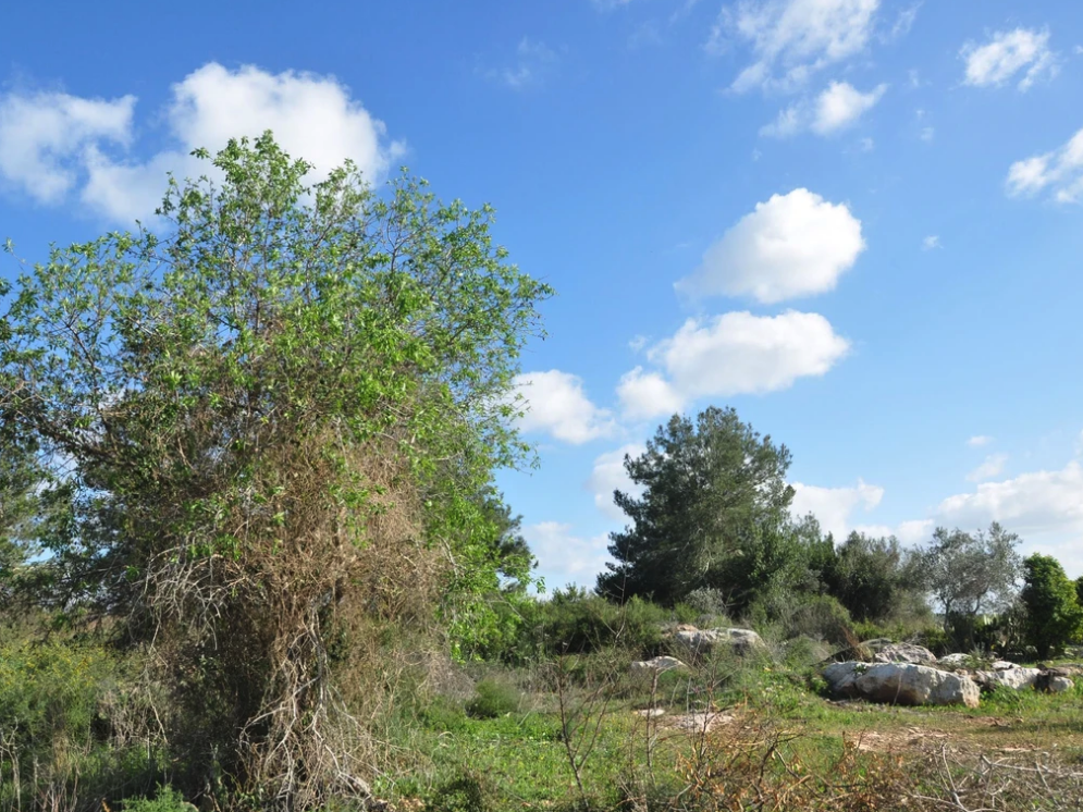 Hasty Camo Kit Woodland