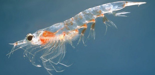 Nieuw bij NootroFit: Onnit Krill Olie