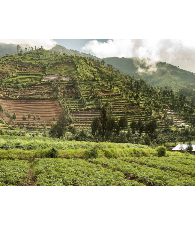 Indonesia Sulawesi Kalossi Gr1 - Java Makassar