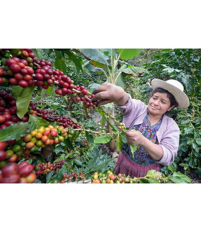 Guatemala - Huehuetenango- SHB Attila