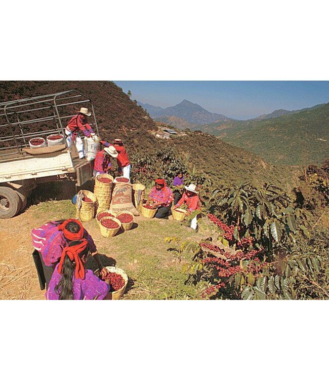 Guatemala - Huehuetenango- SHB Attila