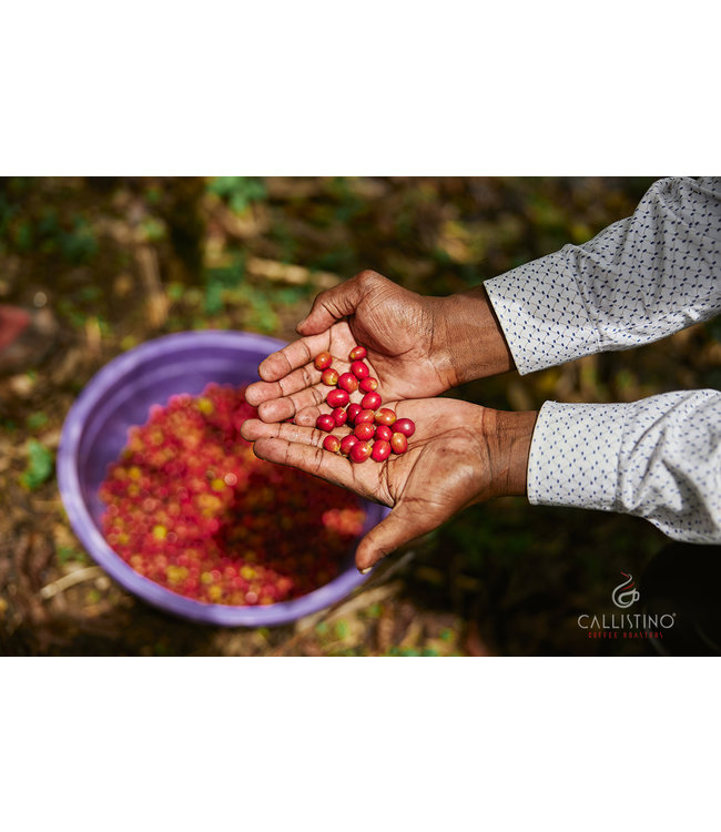 Costa Rica La Pantera Tarrazu SHB