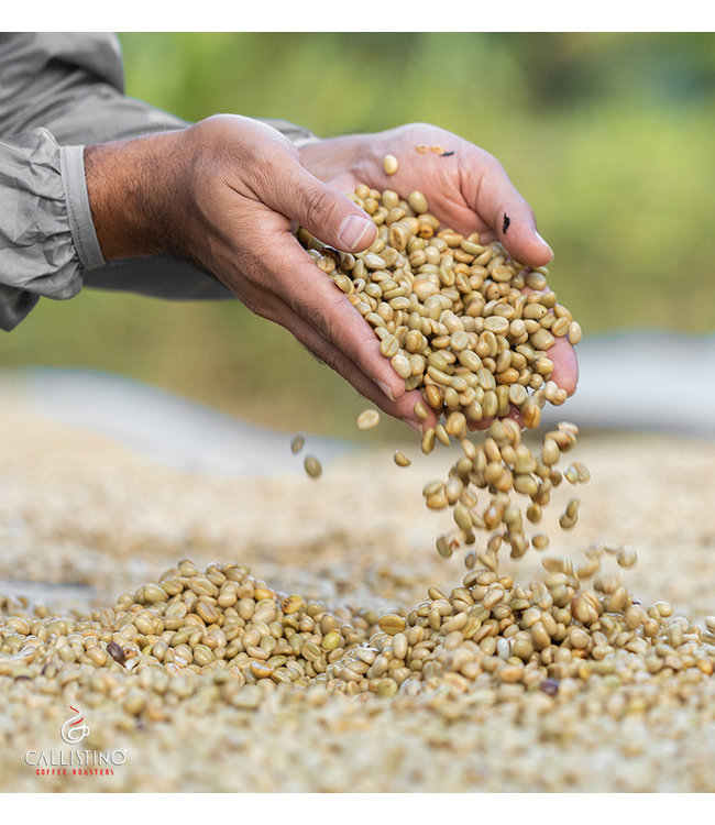 India - Arabica Monsooned - Malabar AA