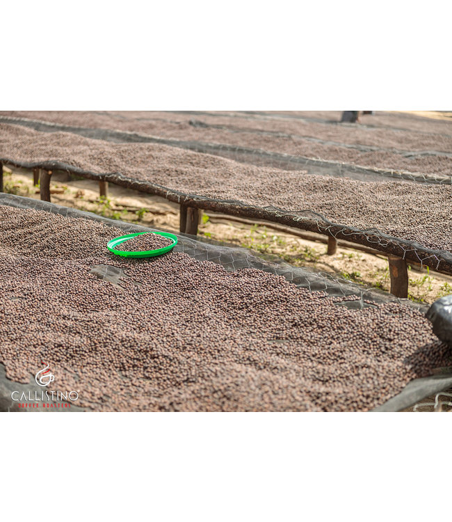 Indonesia Sulawesi Kalossi Gr1 - Java Makassar