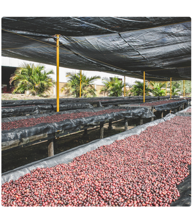 Nicaragua La Estrella SHB Natural