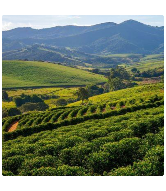 Nicaragua La Estrella SHB Natural