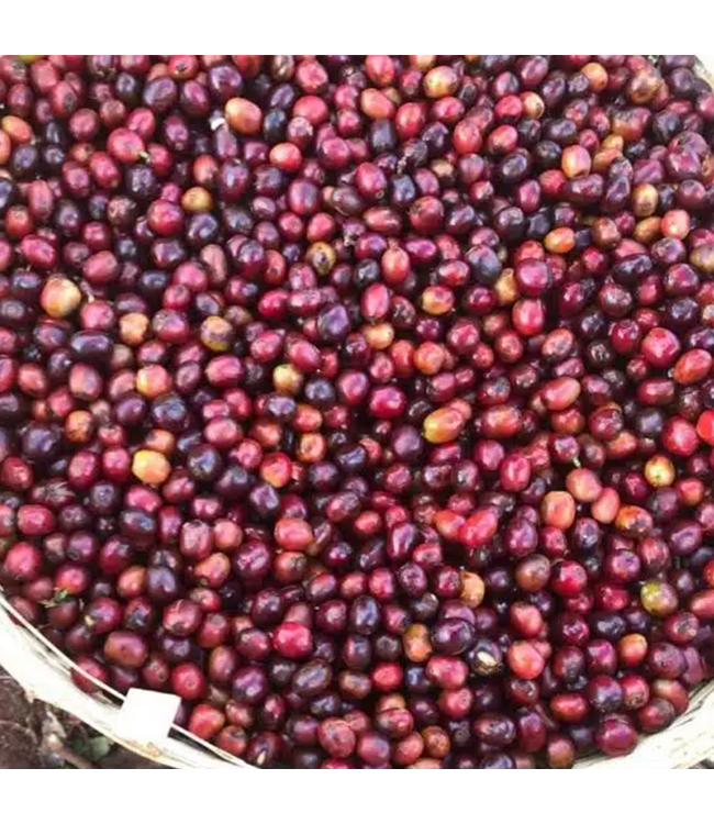 Ethiopia - Guji Unwashed - "Bule Hora" Organic