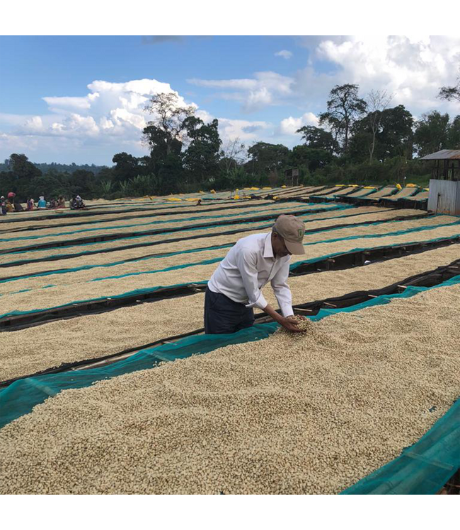 Ethiopia - Guji Unwashed - "Bule Hora" Organic