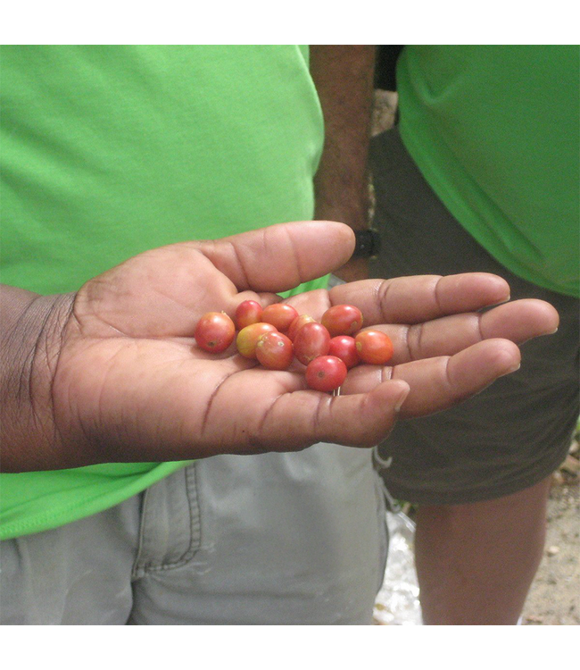 Jamaica Blue Mountain - Number 1 - Mavis Bank Coffee Factory