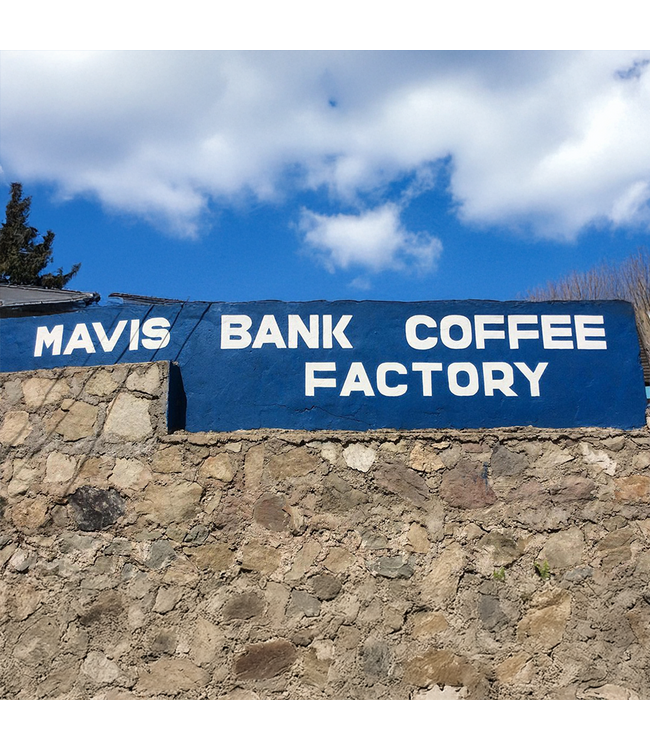 Jamaica Blue Mountain - Number 1 - Mavis Bank Coffee Factory