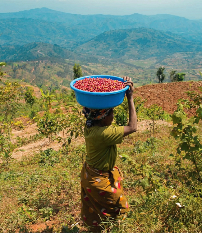 Rwanda FW Arabica 15+ Rutobwe Women Coffee