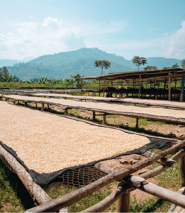 Rwanda FW Arabica 15+ Rutobwe Women Coffee