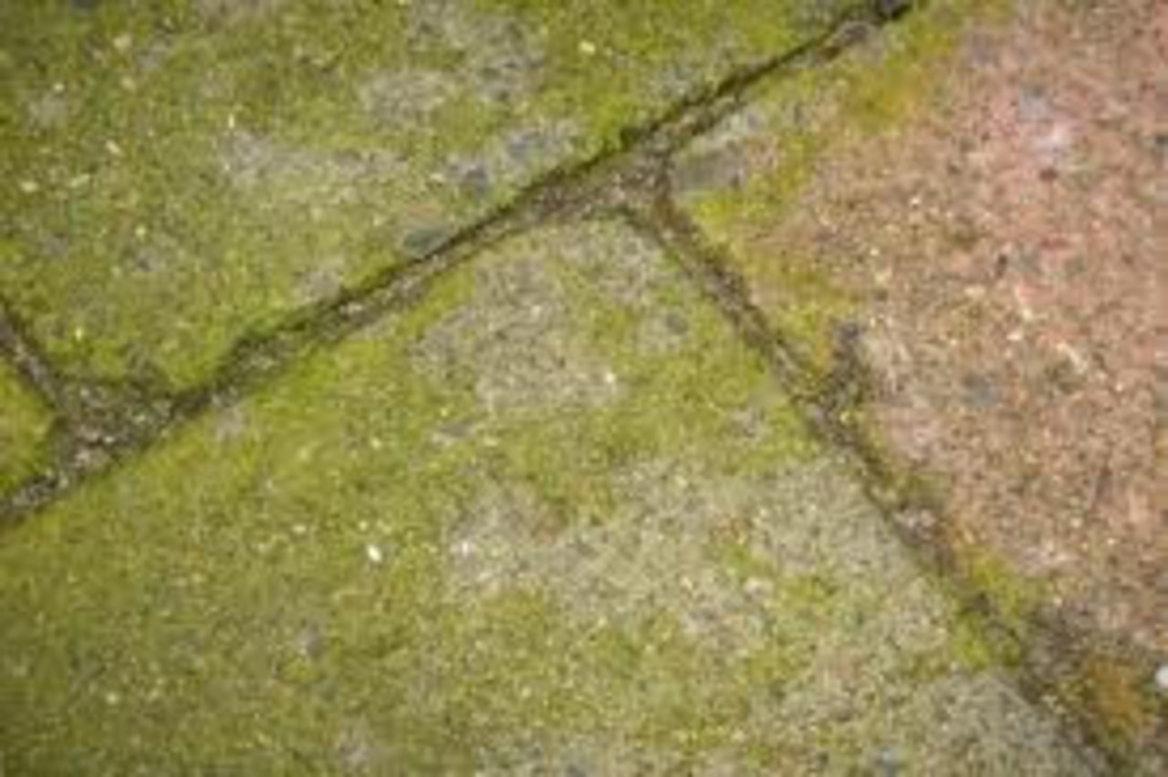 Technichem Démousseur TECHNICIDE PLUS Technichem Démousseur TECHNICIDE PLUS