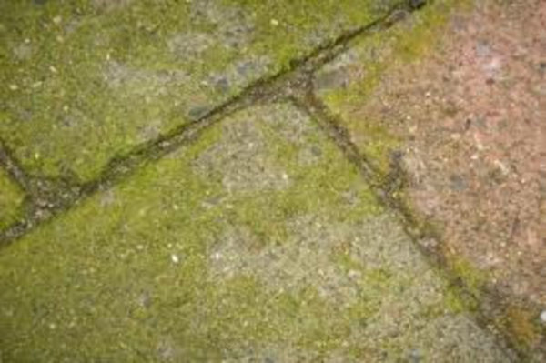 Technichem Ontmosser TECHNICIDE PLUS  GECONCENTREERD