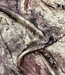 taupe / beige - ingeweven luipaard motief - viscose