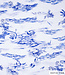 Katia fabrics blue birds sea - rayon  viscose