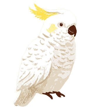 See You at Six Download - cockatoo