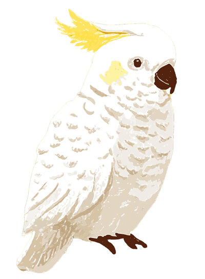 See You at Six Download - cockatoo