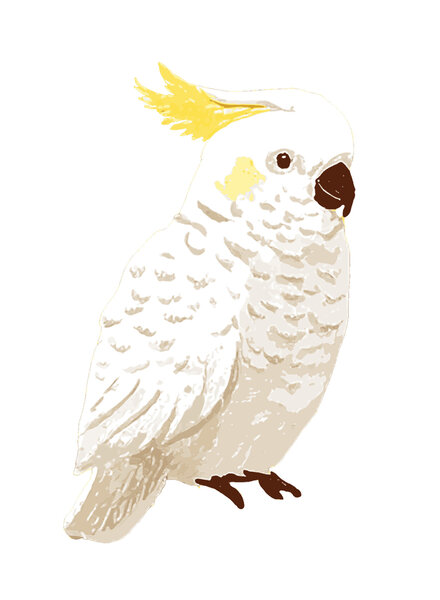 See You at Six Download - cockatoo