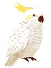 See You at Six Download - cockatoo